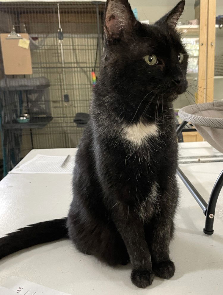 Teddington, an adoptable Domestic Short Hair in Colorado Springs, CO, 80908 | Photo Image 3