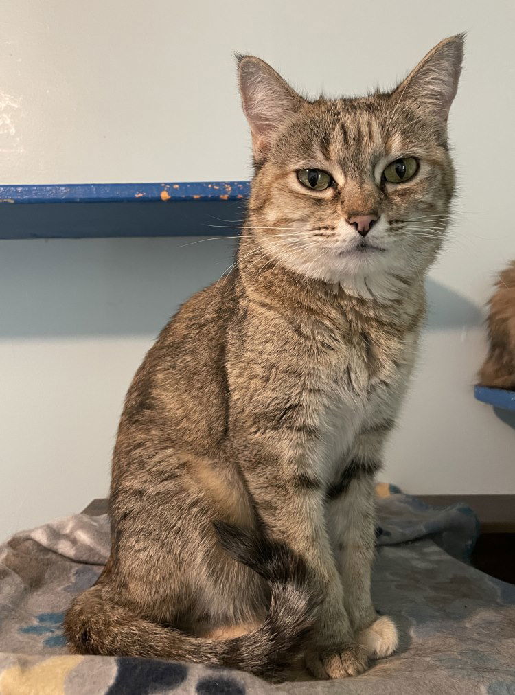 Barouche, an adoptable Domestic Short Hair in Colorado Springs, CO, 80908 | Photo Image 1