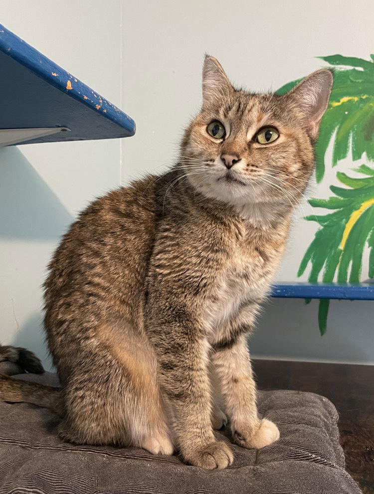 Barouche, an adoptable Domestic Short Hair in Colorado Springs, CO, 80908 | Photo Image 2