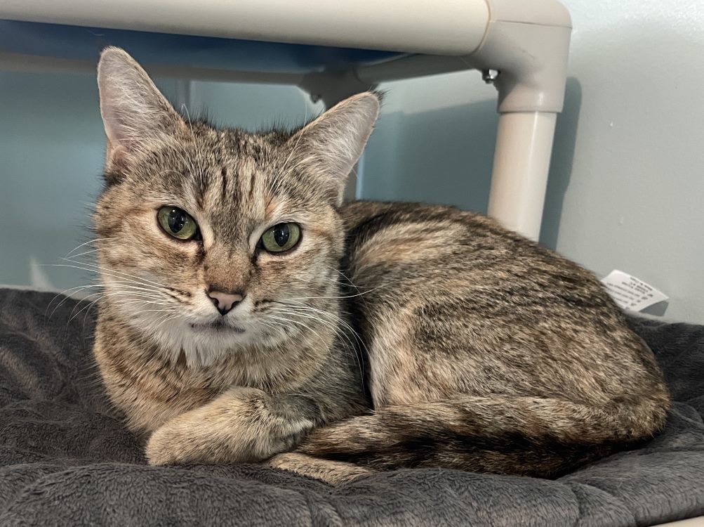 Barouche, an adoptable Domestic Short Hair in Colorado Springs, CO, 80908 | Photo Image 3