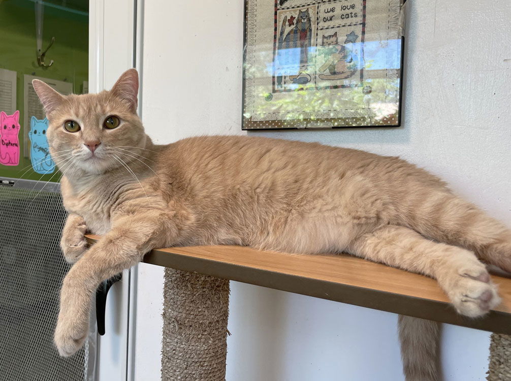 Zetta, an adoptable Domestic Short Hair in Colorado Springs, CO, 80908 | Photo Image 2