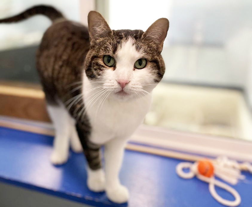 Farah, an adoptable Domestic Short Hair in Colorado Springs, CO, 80908 | Photo Image 1