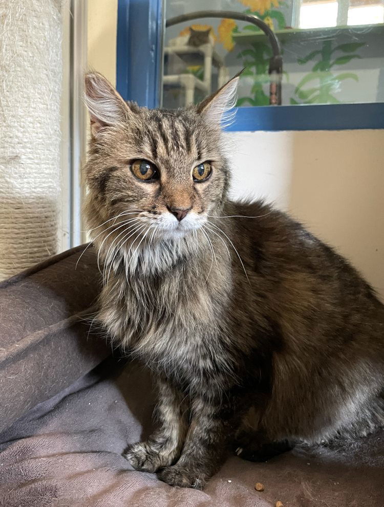 Zoia, an adoptable Domestic Medium Hair in Colorado Springs, CO, 80908 | Photo Image 1