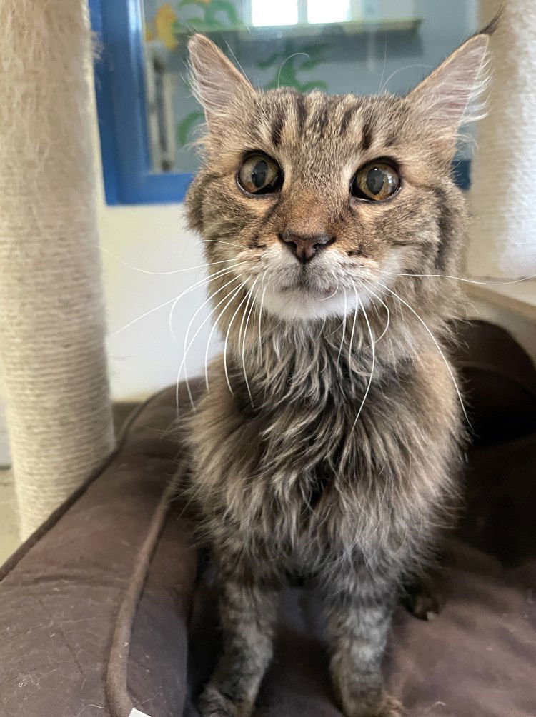 Zoia, an adoptable Domestic Medium Hair in Colorado Springs, CO, 80908 | Photo Image 2