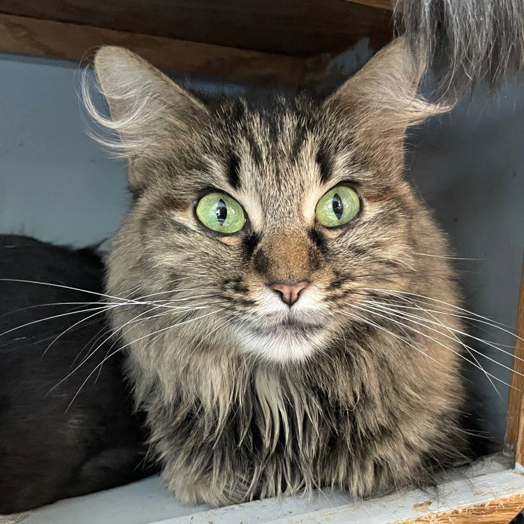 Ban'ei, an adoptable Domestic Medium Hair in Colorado Springs, CO, 80908 | Photo Image 1