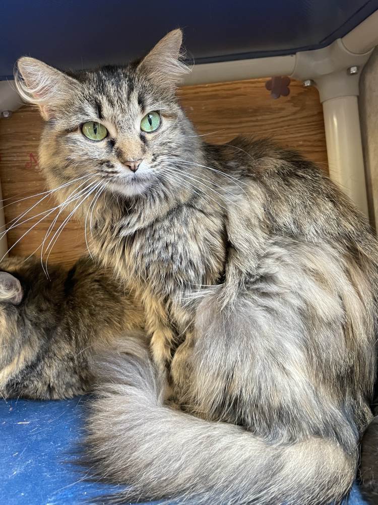 Ban'ei, an adoptable Domestic Medium Hair in Colorado Springs, CO, 80908 | Photo Image 2