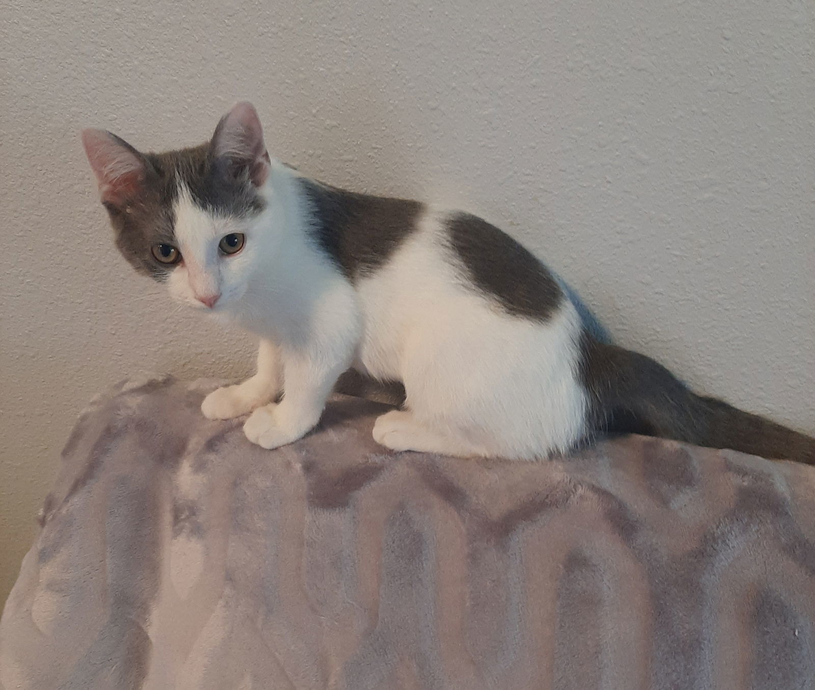 CORA, an adoptable Domestic Medium Hair in San Antonio, TX, 78216 | Photo Image 2