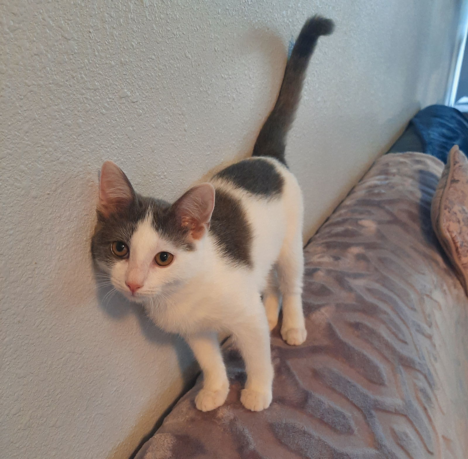 CORA