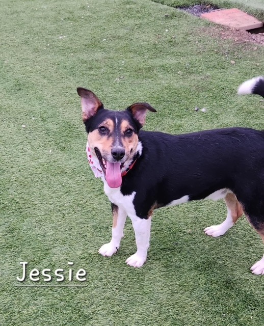Jessie