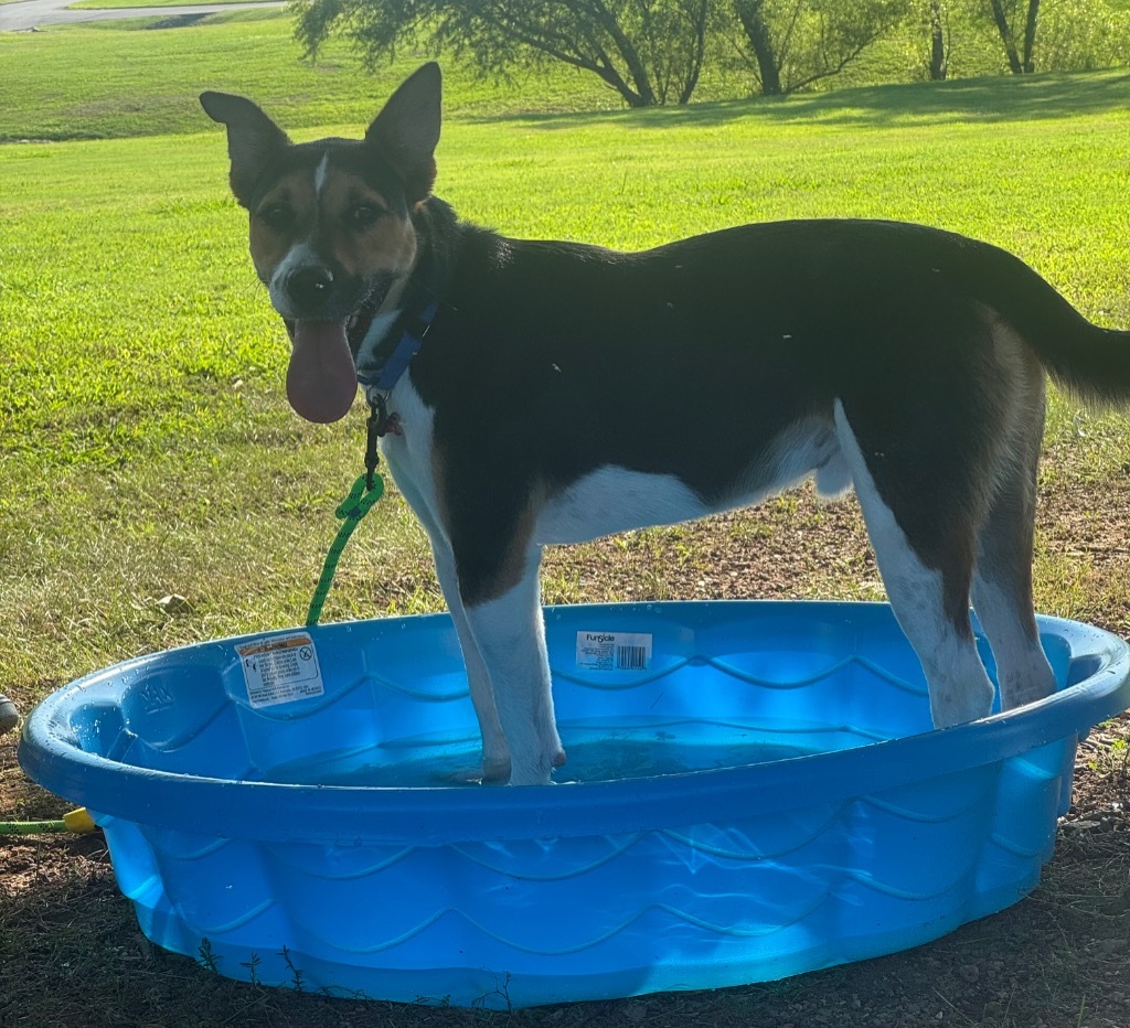 Jessie, an adoptable Rat Terrier, Basenji in Dalton, GA, 30721 | Photo Image 1