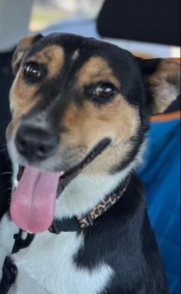 Jessie, an adoptable Rat Terrier, Basenji in Dalton, GA, 30721 | Photo Image 2