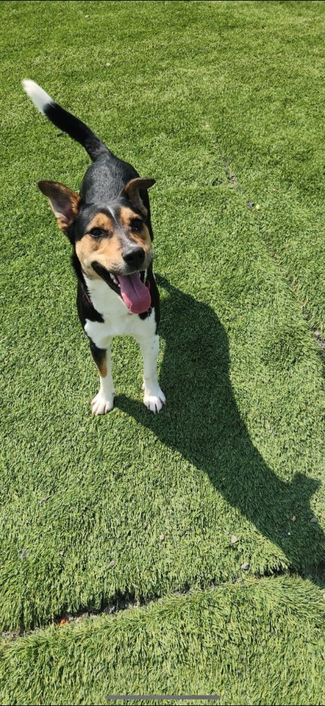 Jessie, an adoptable Rat Terrier, Basenji in Dalton, GA, 30721 | Photo Image 3