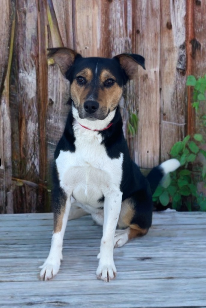 Jessie, an adoptable Rat Terrier, Basenji in Dalton, GA, 30721 | Photo Image 4