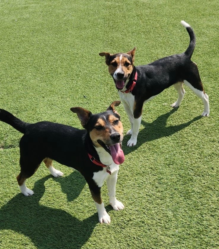 Jessie, an adoptable Rat Terrier, Basenji in Dalton, GA, 30721 | Photo Image 4
