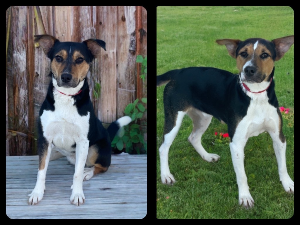 Jessie, an adoptable Rat Terrier, Basenji in Dalton, GA, 30721 | Photo Image 6