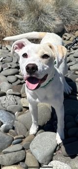 Kip, an adoptable Pit Bull Terrier in Brookings, OR, 97415 | Photo Image 1