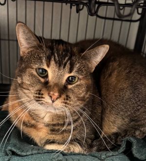 Boogie (Booger), Adult Male unknown
