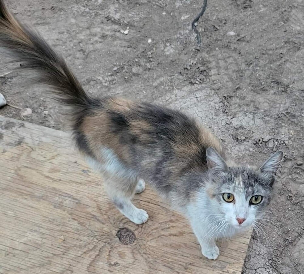 Zoya, an adoptable Domestic Long Hair in Thatcher, AZ, 85552 | Photo Image 1