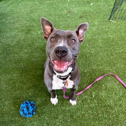 Mota, an adoptable Pit Bull Terrier, Mixed Breed in Durango, CO, 81301 | Photo Image 1