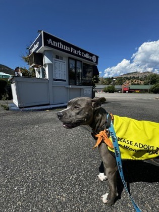 Mota, an adoptable Pit Bull Terrier, Mixed Breed in Durango, CO, 81301 | Photo Image 3