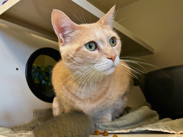 Baxter, an adoptable Domestic Medium Hair in Duluth, MN, 55802 | Photo Image 1