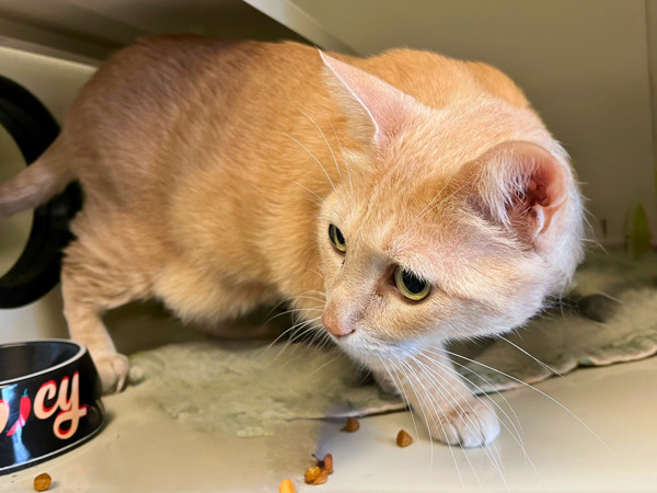 Baxter, an adoptable Domestic Medium Hair in Duluth, MN, 55802 | Photo Image 2