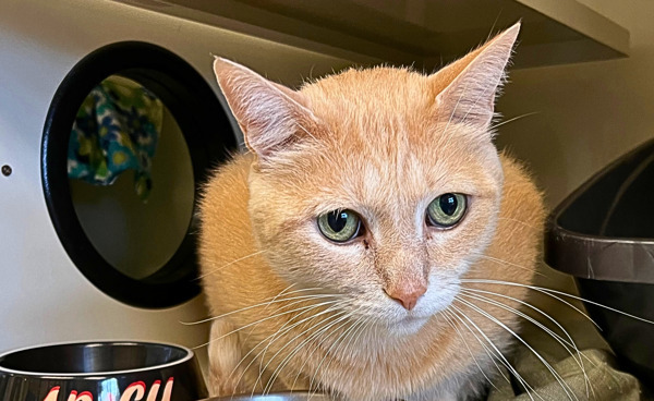 Baxter, an adoptable Domestic Medium Hair in Duluth, MN, 55802 | Photo Image 3