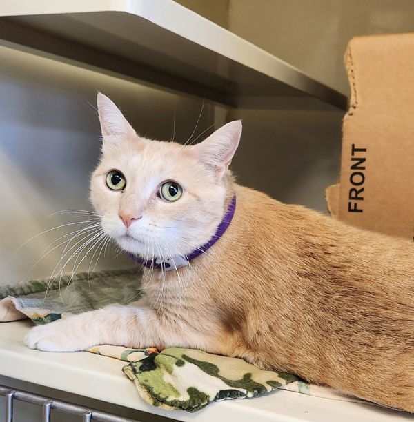 Baxter, an adoptable Domestic Medium Hair in Duluth, MN, 55802 | Photo Image 4