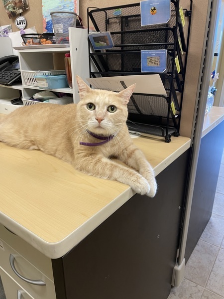 Baxter, an adoptable Domestic Medium Hair in Duluth, MN, 55802 | Photo Image 5