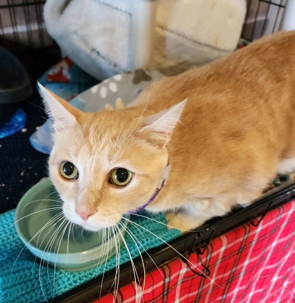 Baxter, an adoptable Domestic Medium Hair in Duluth, MN, 55802 | Photo Image 6