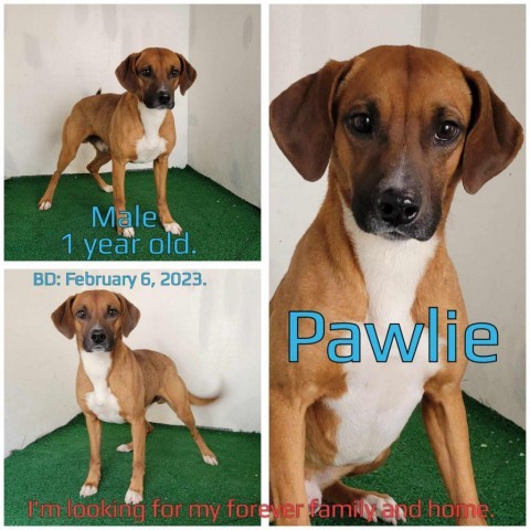 Pawlie 1