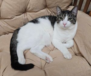 Purriosity