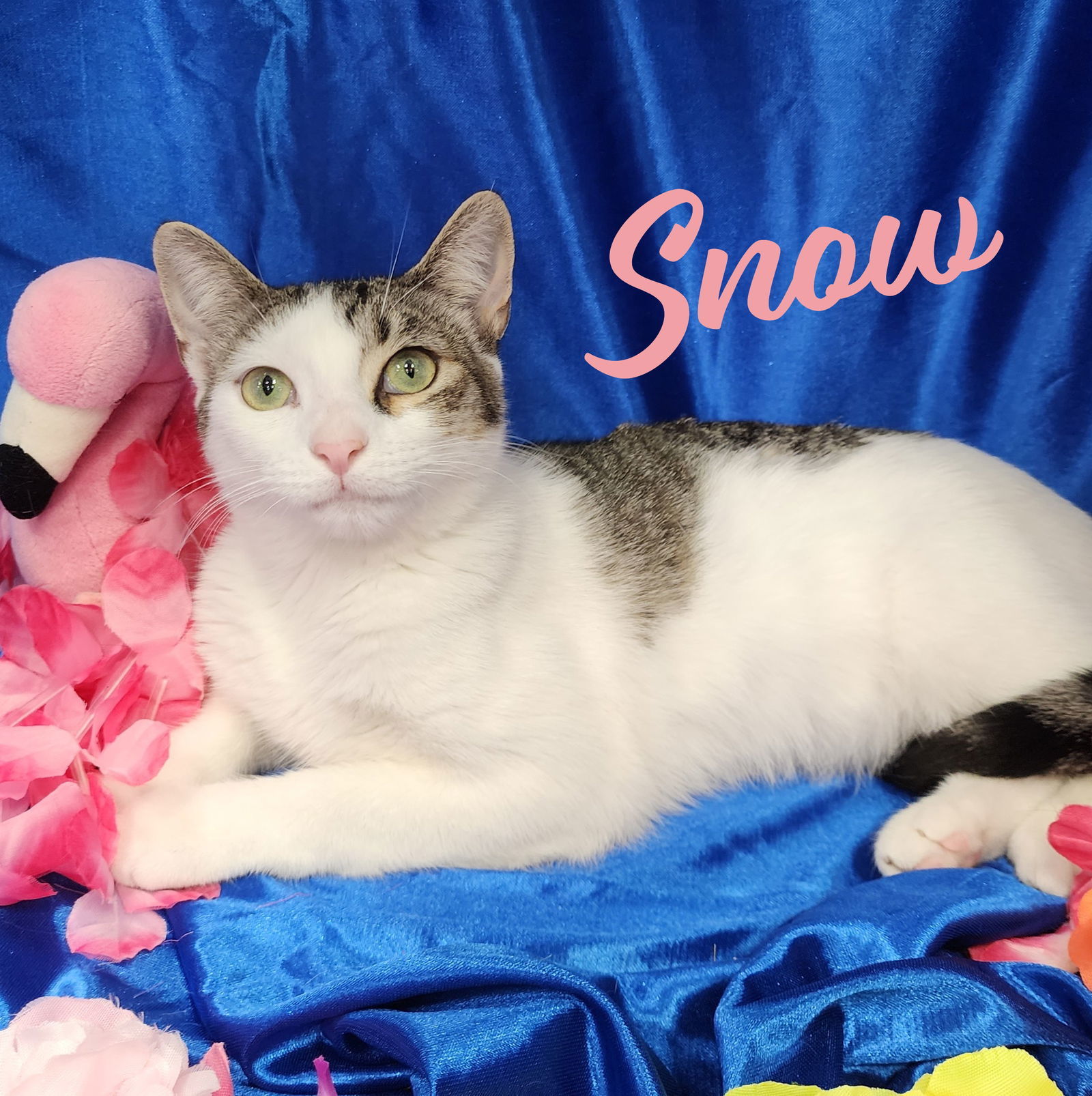 Snow #spunky-four