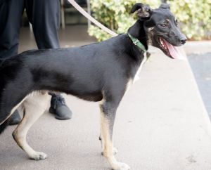Drake, Young Male Hound