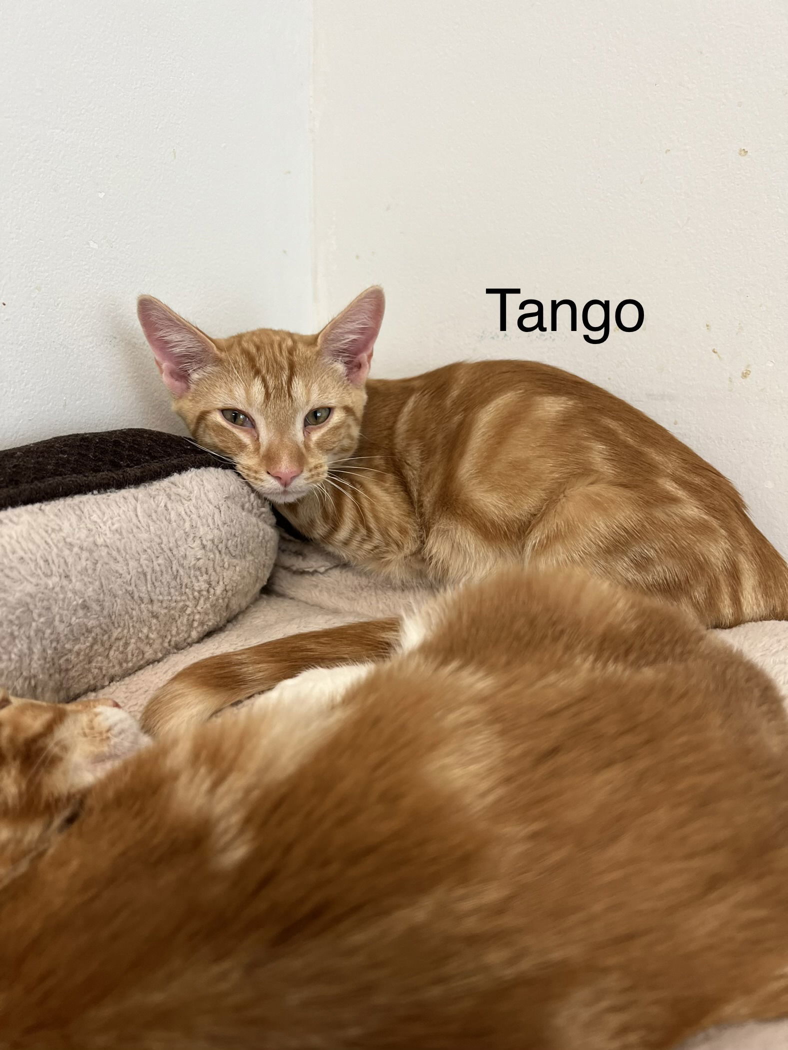 Tango