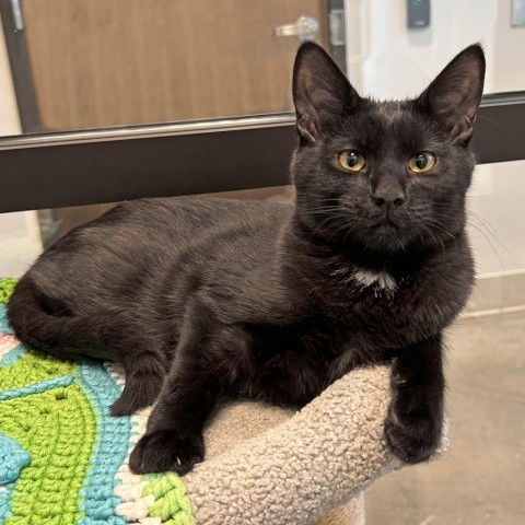 Ink, an adoptable Domestic Short Hair in Hailey, ID, 83333 | Photo Image 1