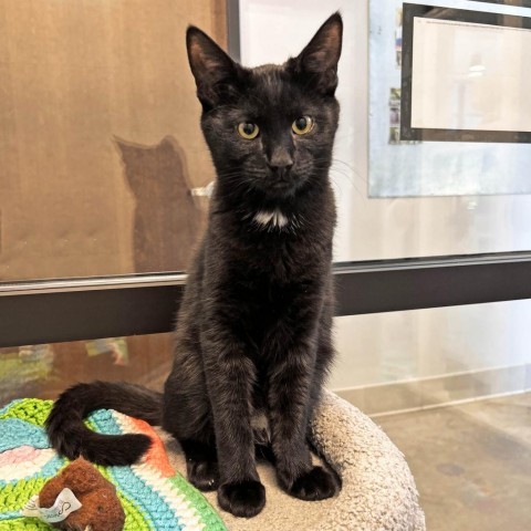 Ink, an adoptable Domestic Short Hair in Hailey, ID, 83333 | Photo Image 3