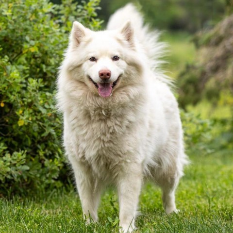 Gypsy, an adoptable Samoyed in Council Bluffs, IA, 51503 | Photo Image 1