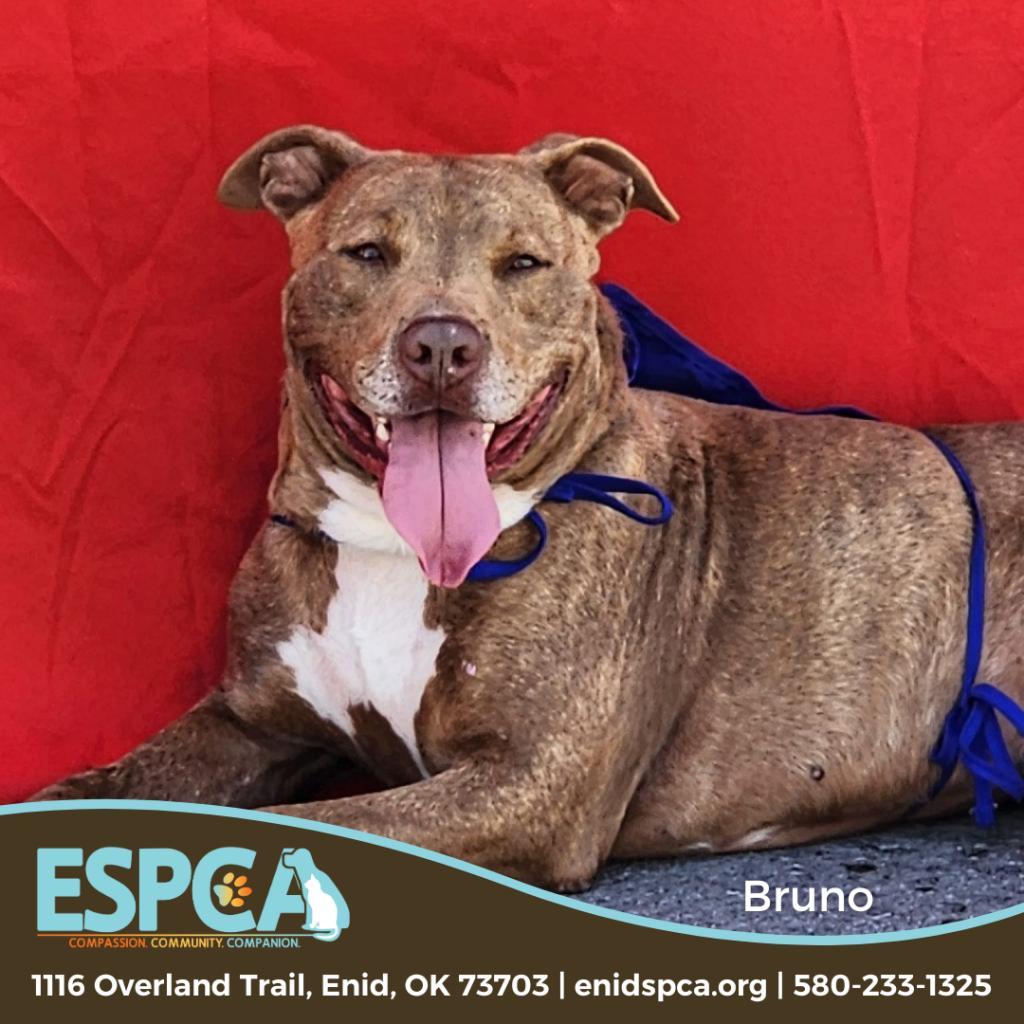 Bruno, an adoptable Terrier, Staffordshire Bull Terrier in Enid, OK, 73703 | Photo Image 1