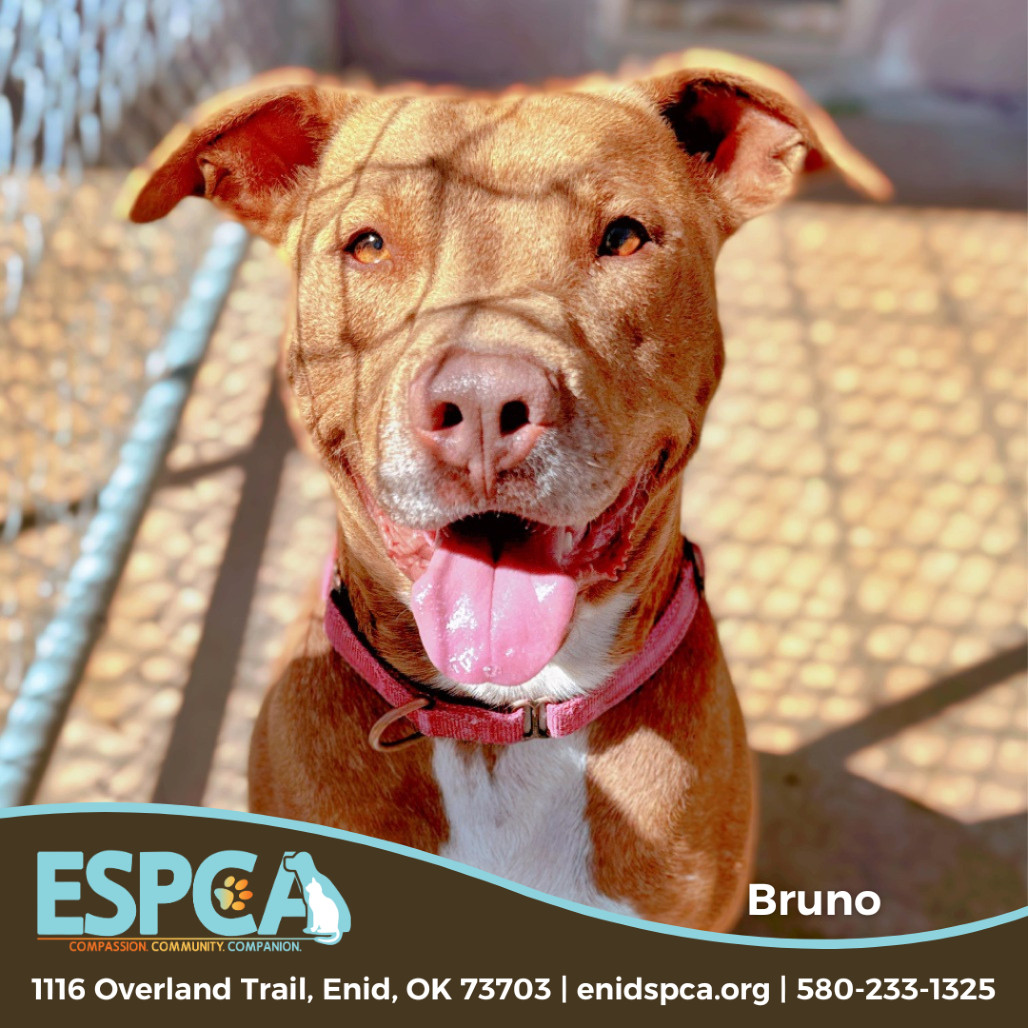 Bruno, an adoptable Terrier, Staffordshire Bull Terrier in Enid, OK, 73703 | Photo Image 1