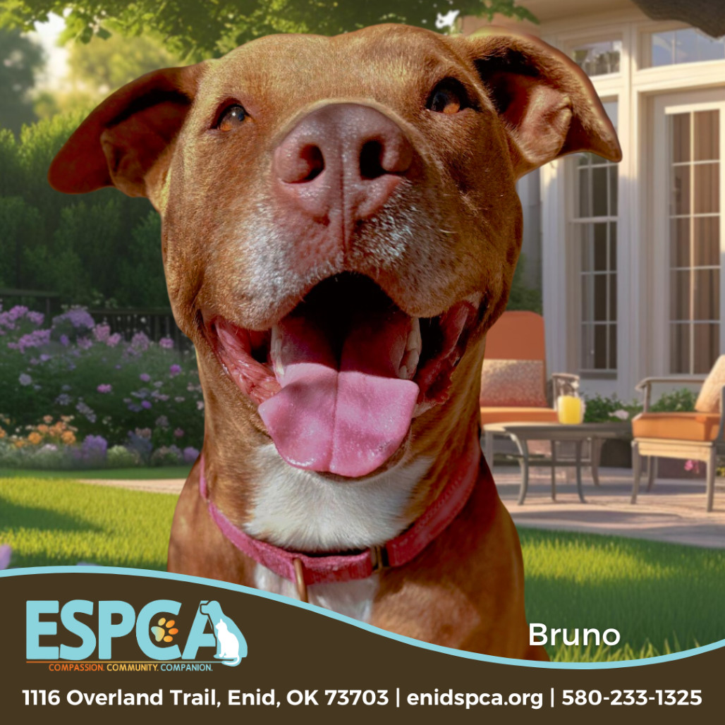 Bruno