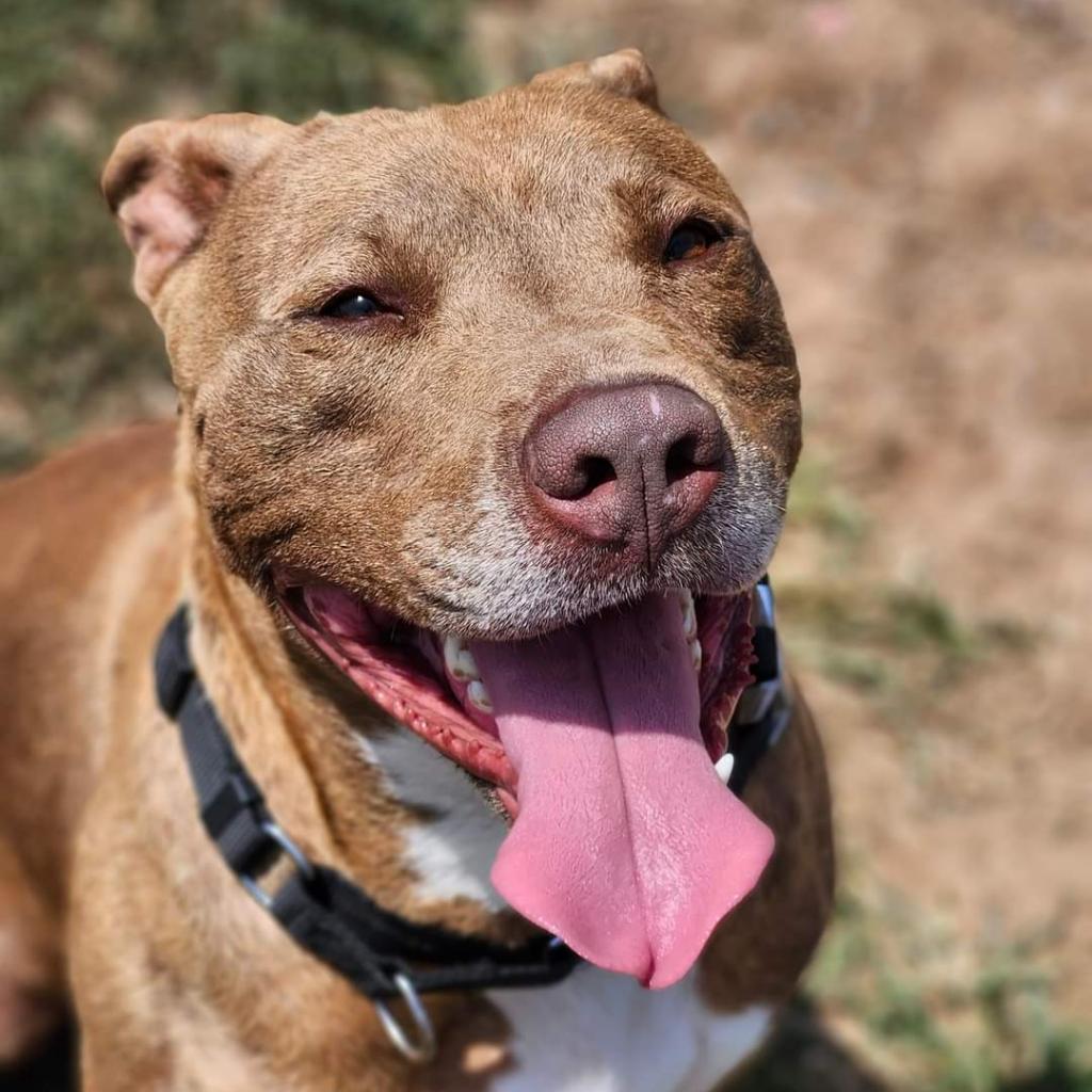 Bruno, an adoptable Terrier, Staffordshire Bull Terrier in Enid, OK, 73703 | Photo Image 2