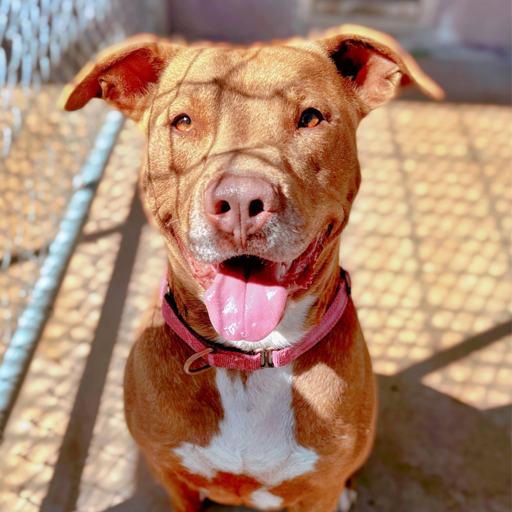 Bruno, an adoptable Terrier, Staffordshire Bull Terrier in Enid, OK, 73703 | Photo Image 2
