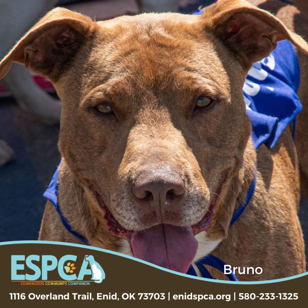 Bruno, an adoptable Terrier, Staffordshire Bull Terrier in Enid, OK, 73703 | Photo Image 3