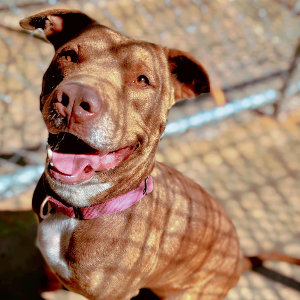 Bruno, an adoptable Terrier, Staffordshire Bull Terrier in Enid, OK, 73703 | Photo Image 3