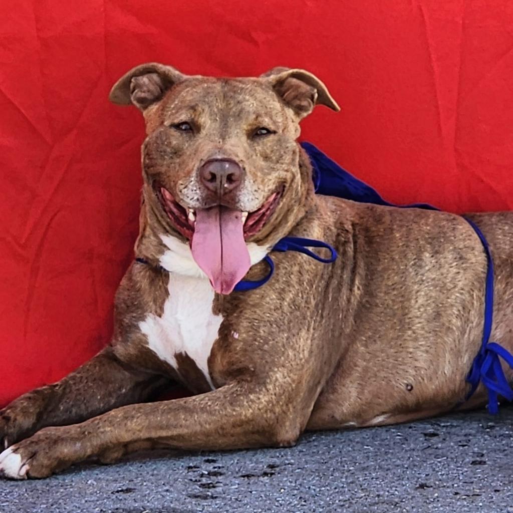 Bruno, an adoptable Terrier, Staffordshire Bull Terrier in Enid, OK, 73703 | Photo Image 4