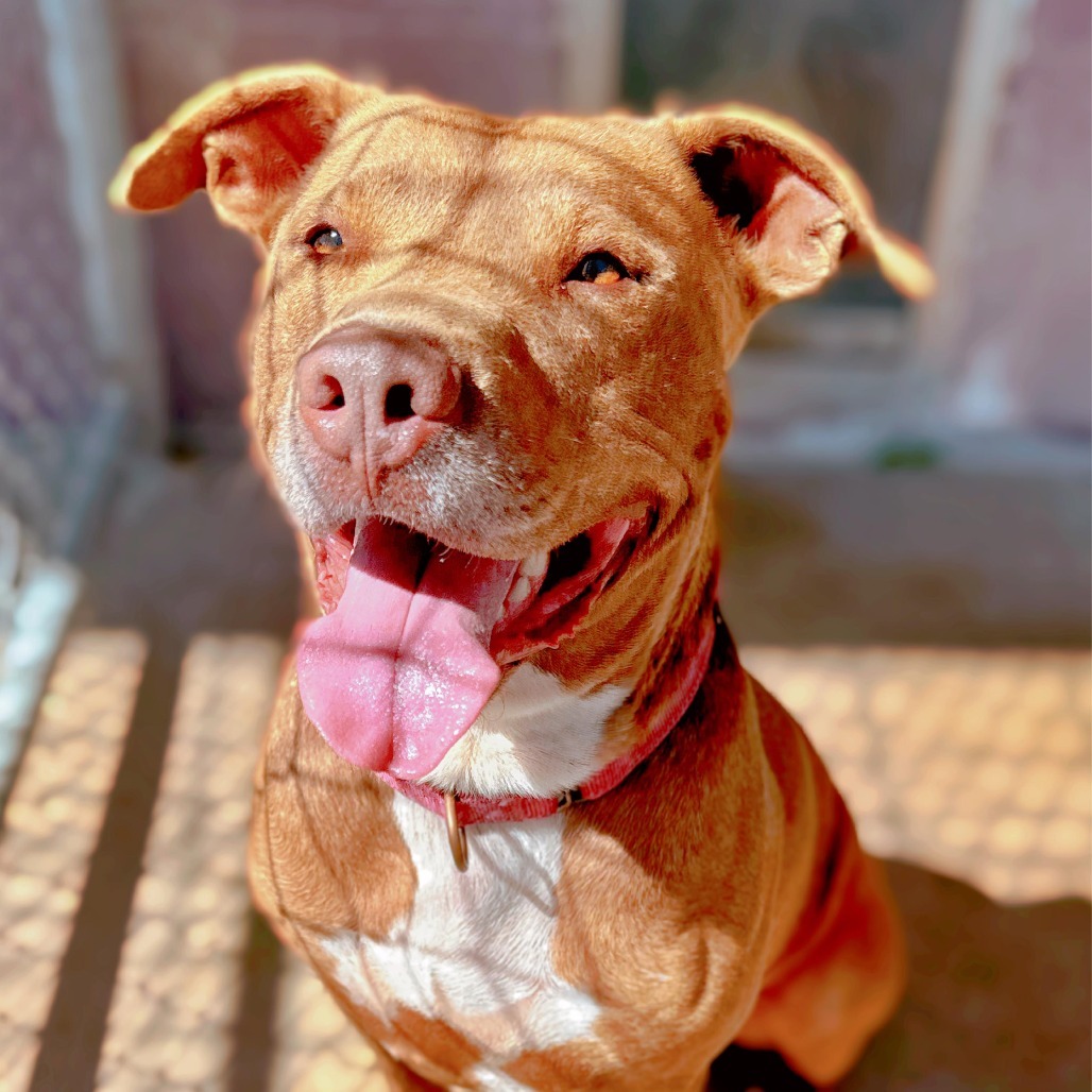 Bruno, an adoptable Terrier, Staffordshire Bull Terrier in Enid, OK, 73703 | Photo Image 4