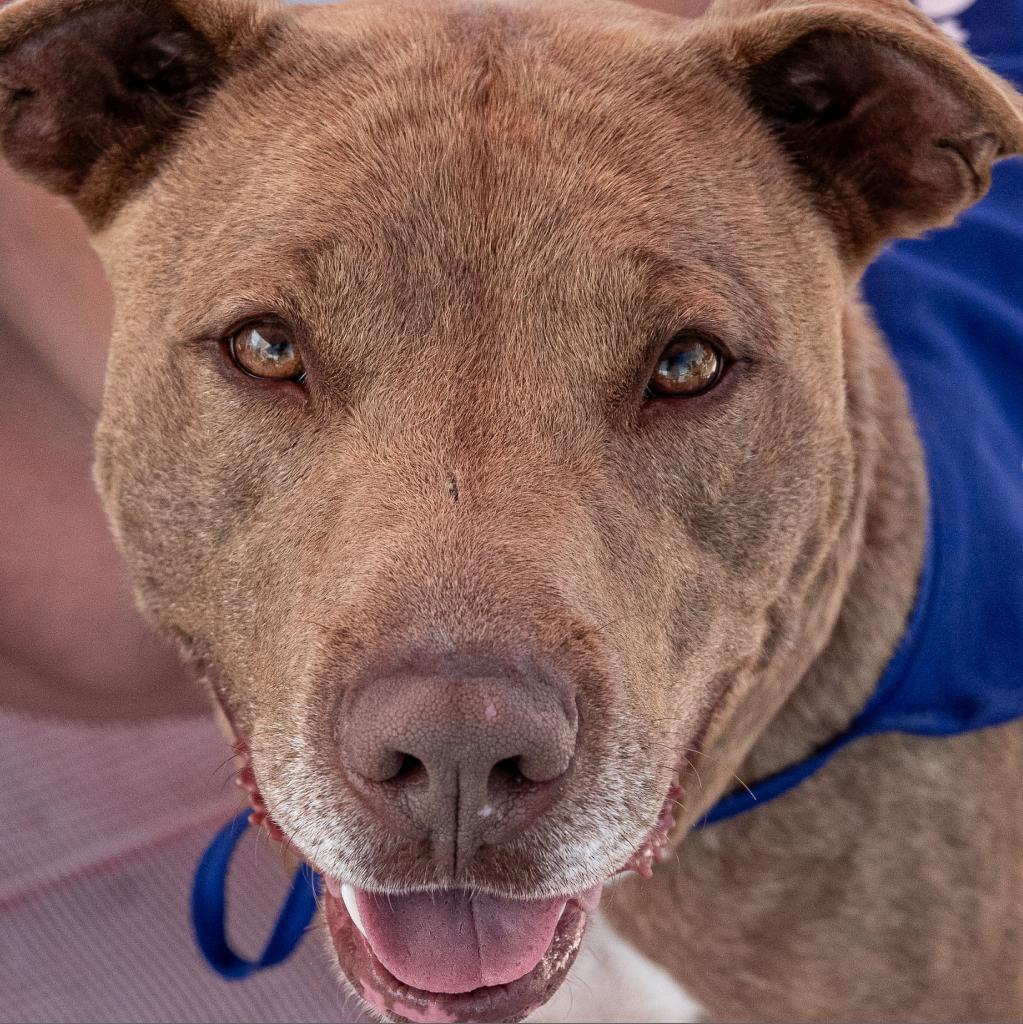 Bruno, an adoptable Terrier, Staffordshire Bull Terrier in Enid, OK, 73703 | Photo Image 5