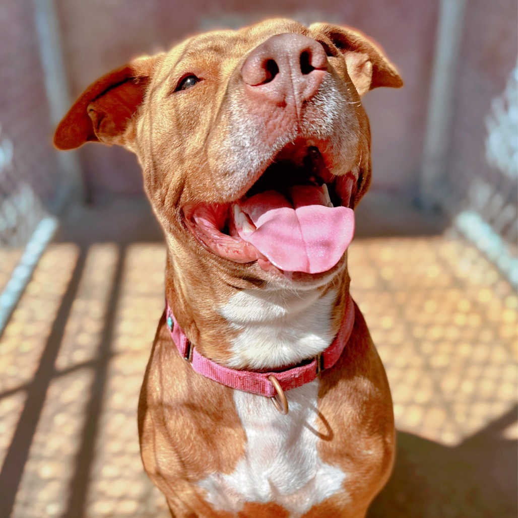 Bruno, an adoptable Terrier, Staffordshire Bull Terrier in Enid, OK, 73703 | Photo Image 5