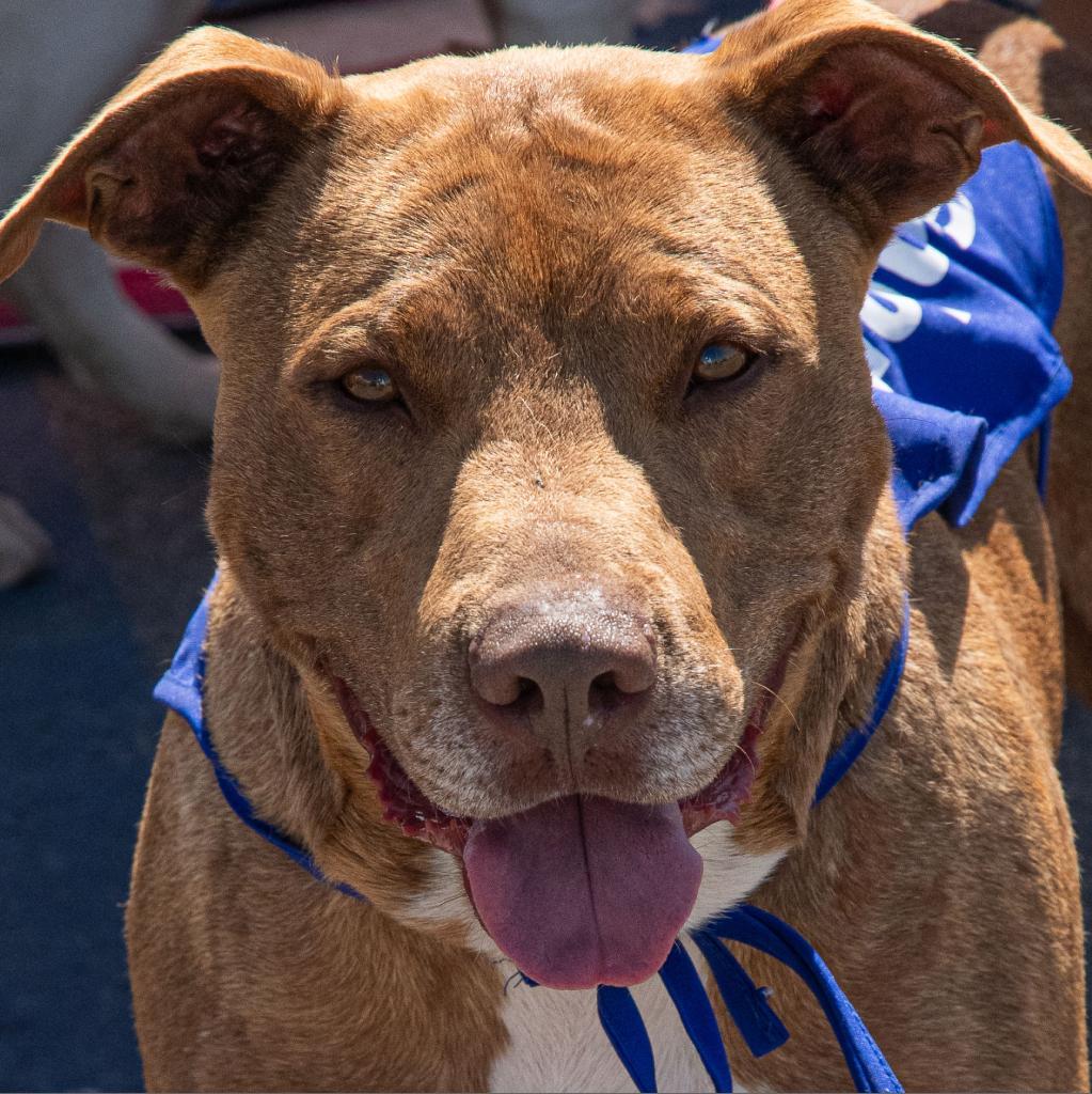 Bruno, an adoptable Terrier, Staffordshire Bull Terrier in Enid, OK, 73703 | Photo Image 6